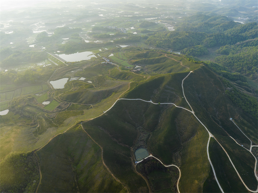 俯瞰流芳乡老山茶场，层层叠叠的春茶犹如“大地指纹”。李学华摄