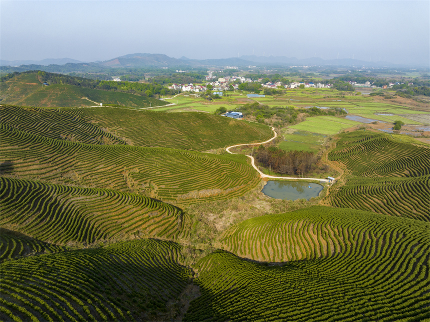 俯瞰流芳乡老山茶场，层层叠叠的春茶犹如“大地指纹”。李学华摄