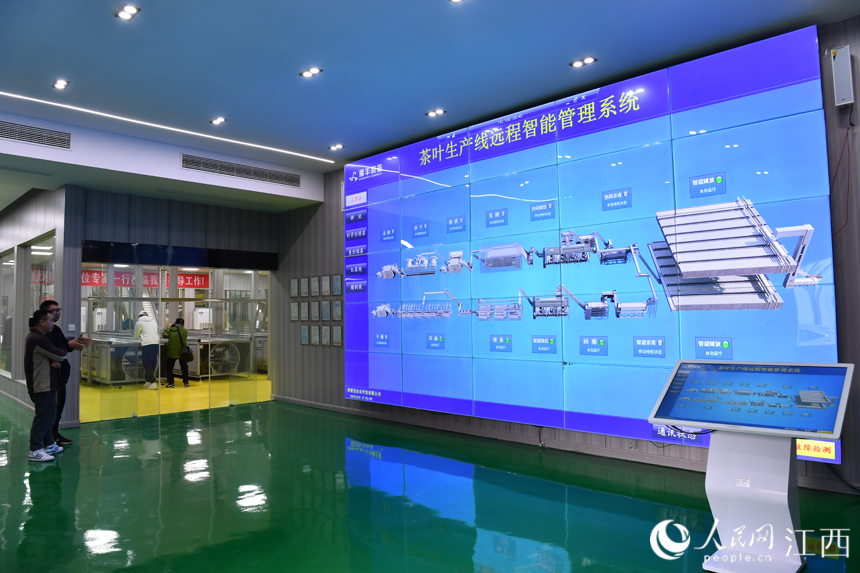 现代工艺助力茶产业发展。 人民网 时雨摄