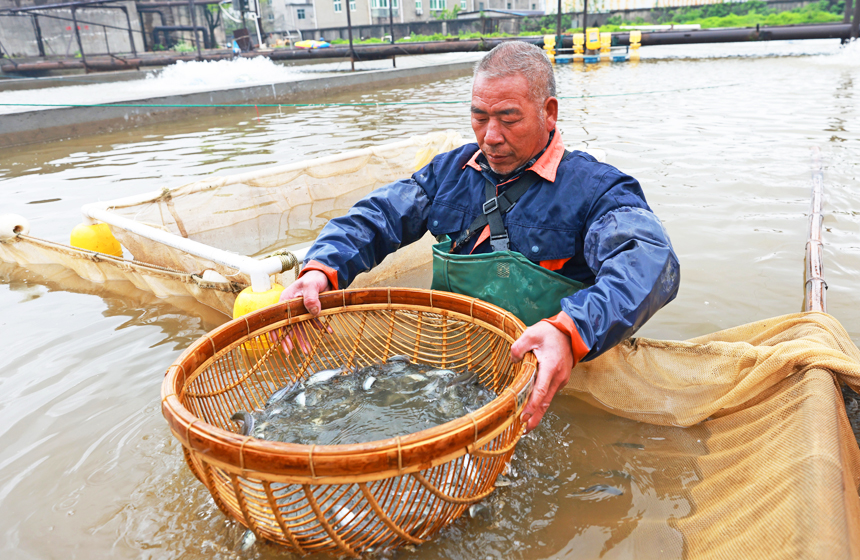 養殖專業合作社工人挑揀魚苗。王堃攝