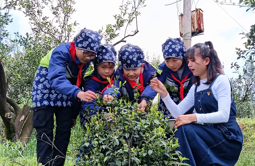 老师手把手教学生采茶，让学生在劳动中体验采茶过程，了解茶文化。袁荣生摄