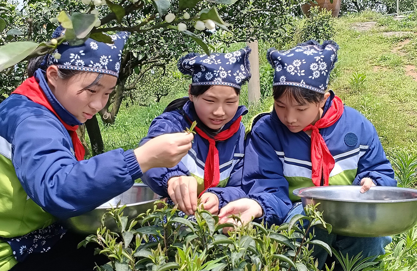 學生們三五成群，學習採茶技能，感受家鄉濃郁的茶文化。袁榮生攝