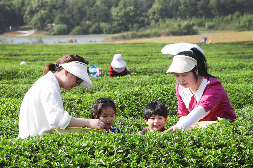 谷雨时节，市民在茶场体验采茶带来的乐趣。陈旗海摄