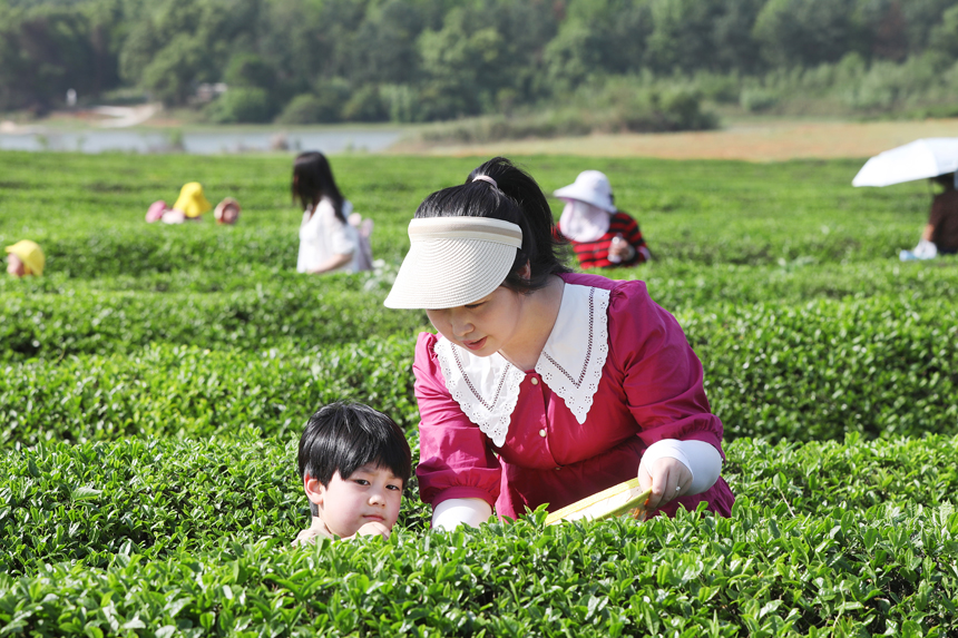 谷雨時節，市民在茶場體驗採茶帶來的樂趣。陳旗海攝