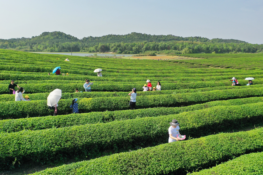 谷雨时节，市民在茶场体验采茶带来的乐趣。陈旗海摄