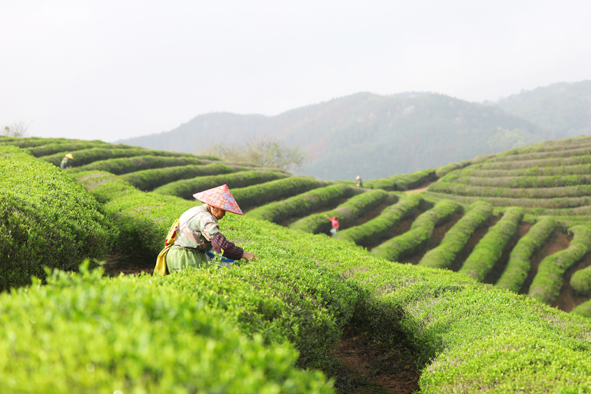 茶葉進入採摘期，茶農紛紛趁著晴好天氣，到茶園採摘春茶。陳旗海攝