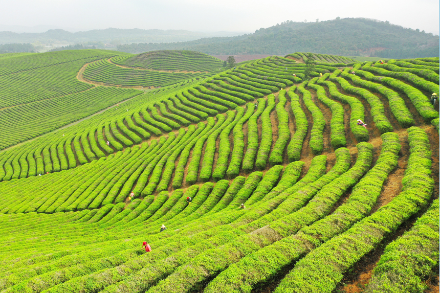 茶叶进入采摘期，茶农纷纷趁着晴好天气，到茶园采摘春茶。陈旗海摄