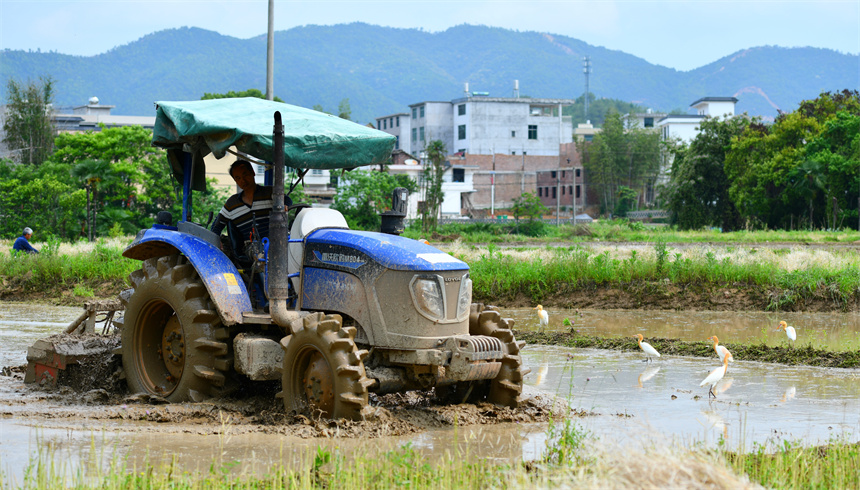 村民驾驶翻耕机来回穿梭作业。黄武山摄