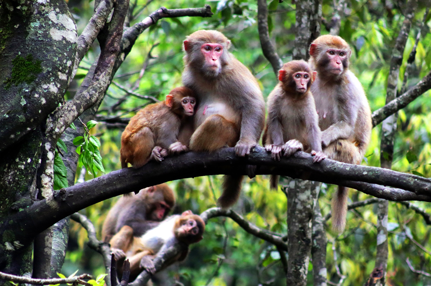 保護站附近幾隻成年母猴帶“娃”等待進食。何賤來攝