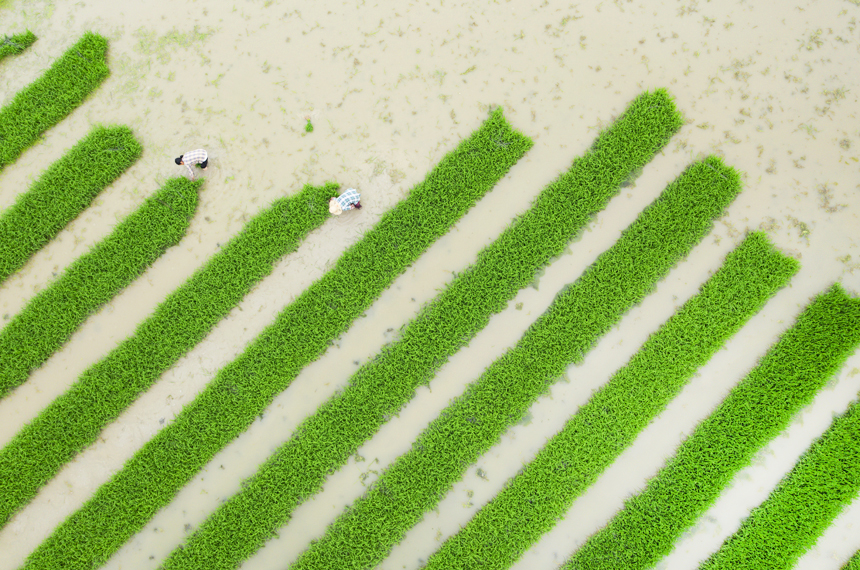 农户在杂交水稻制种基地劳作。章梦元摄