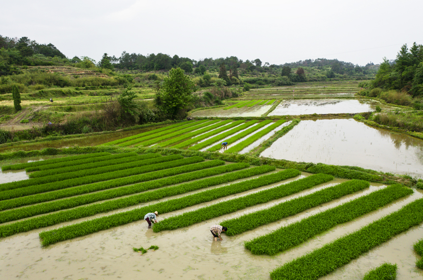農戶在雜交水稻制種基地勞作。章夢元攝