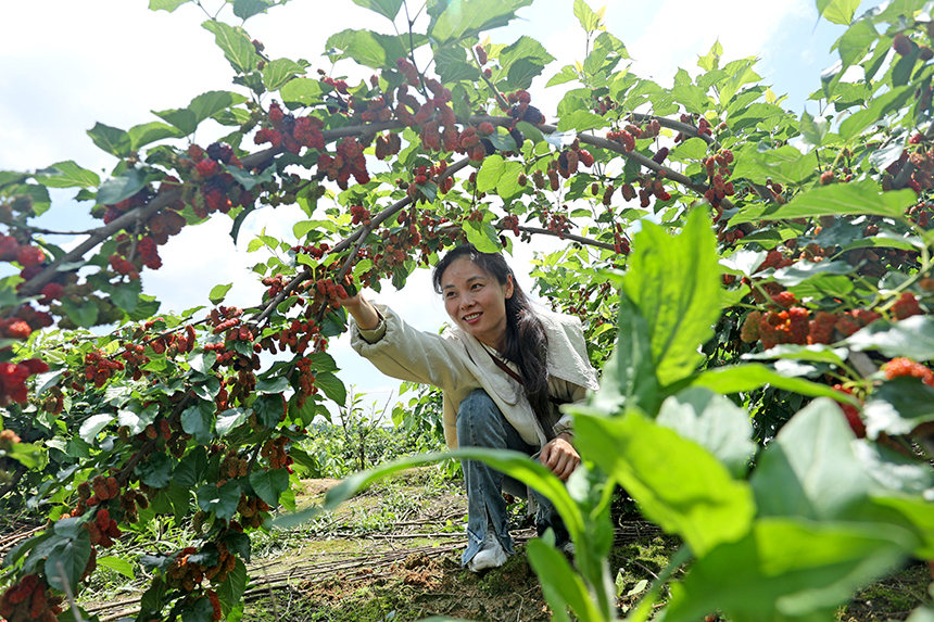 游客在500亩桑田里观光休闲，采摘桑葚果。何江华摄