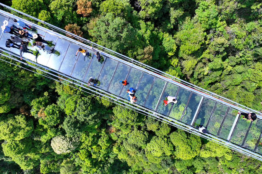 游客行走在玻璃橋上觀賞漫山綠色生態美景。朱海鵬攝