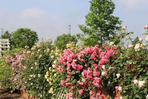 丰城市爱情花卉小镇 景区供图
