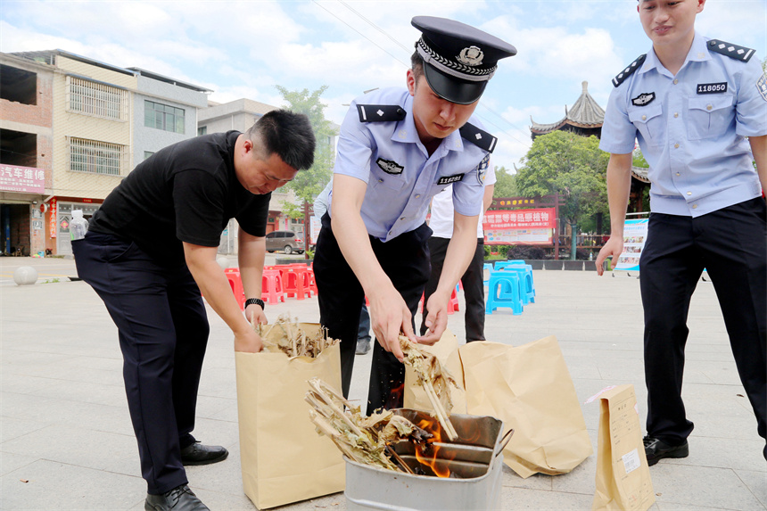 民警开展集中销毁毒品原植物。