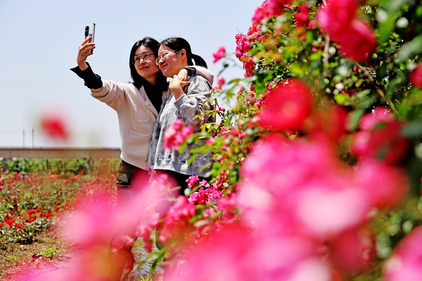 市民在盛開的玫瑰花海中賞花玩耍，感受鄉村游樂趣。何江華攝