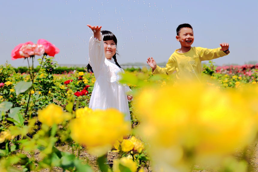 市民在盛開的玫瑰花海中賞花玩耍，感受鄉村游樂趣。何江華攝