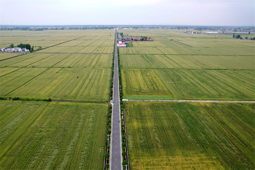彭澤縣棉船鎮5萬余畝小麥逐漸進入成熟期。 彭琴攝