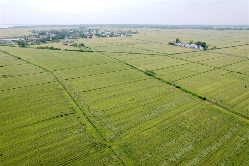 彭泽县棉船镇5万余亩小麦逐渐进入成熟期。 彭琴摄