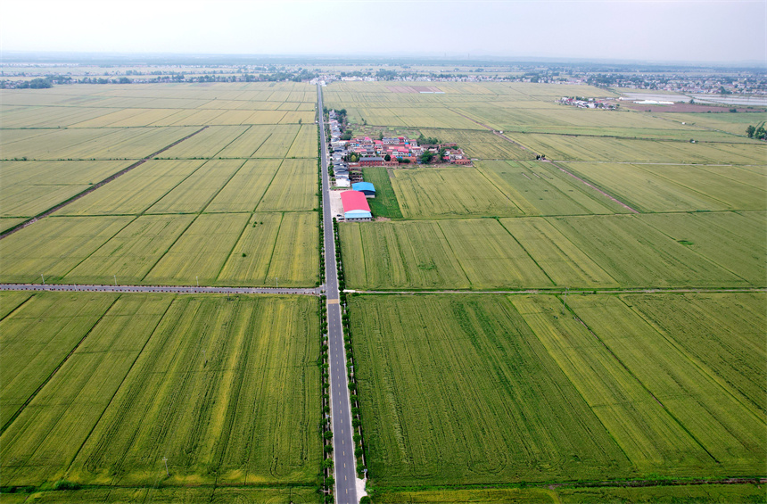 彭泽县棉船镇5万余亩小麦逐渐进入成熟期。 彭琴摄