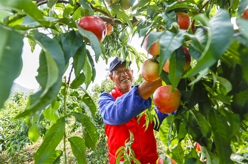 果農忙著採摘桃子。吳江攝