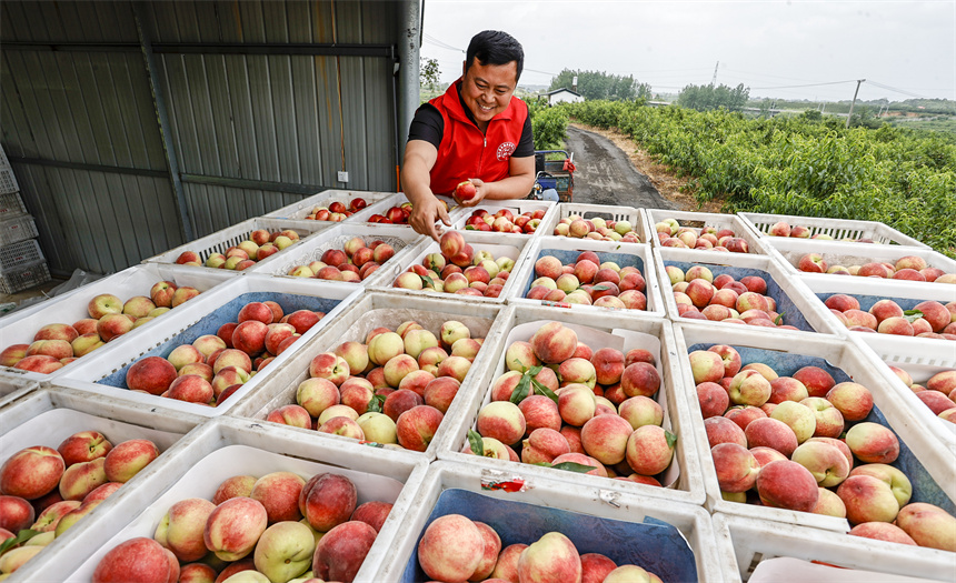 果农正在搬运桃子。吴江摄