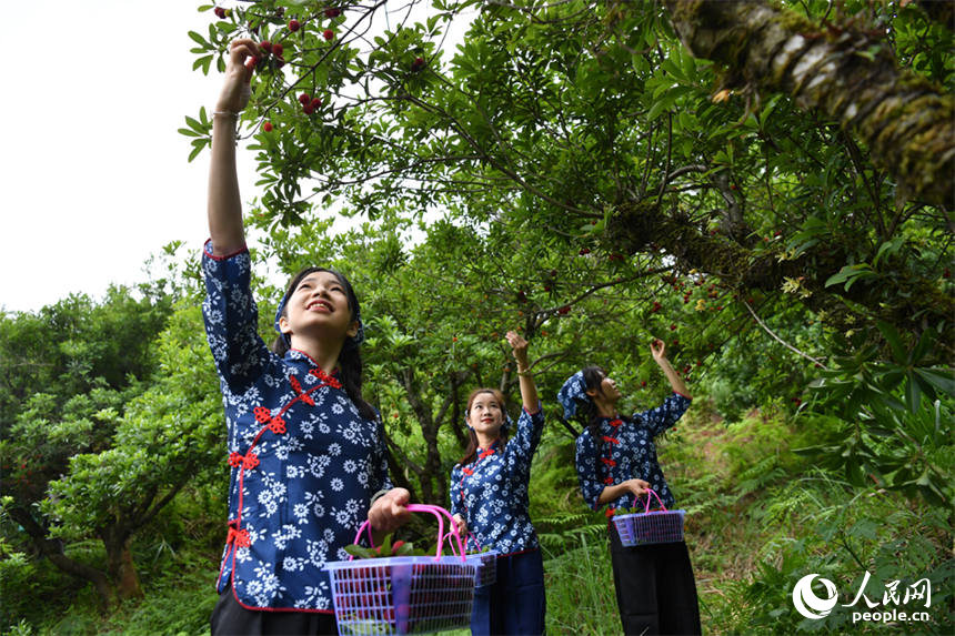 游客們身穿特色服裝在楊梅園體驗採摘樂趣。 人民網記者 時雨攝