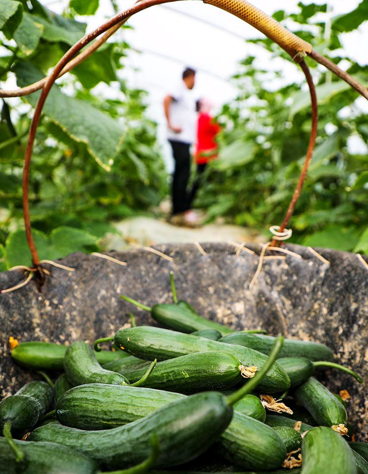 農民在採摘黃瓜。彭亮攝