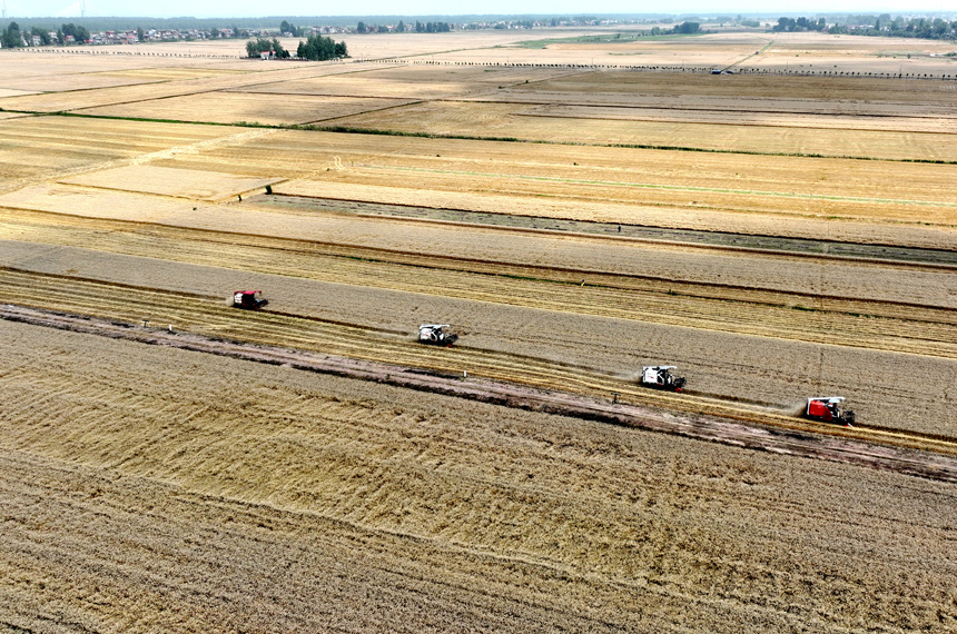 農戶駕駛收割機收獲小麥。彭琴攝