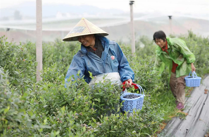 村民們正在採摘成熟的藍莓供應商超。 饒方其攝