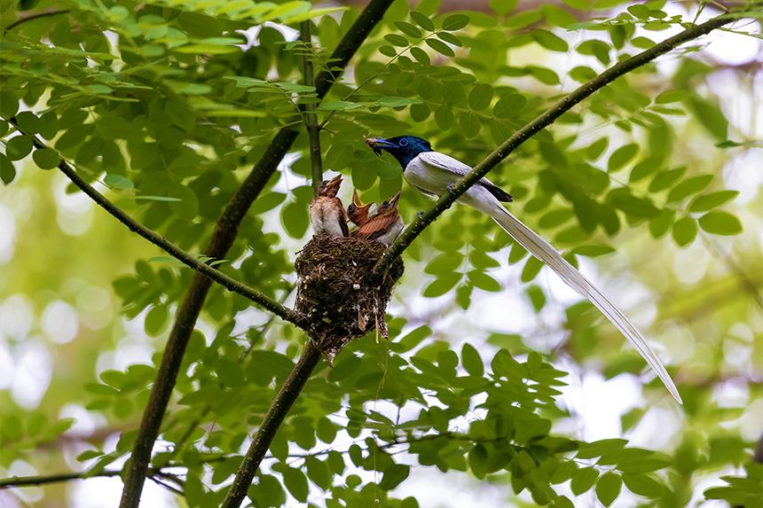 寿带鸟伫立巢边喂食幼崽。黄林秀摄