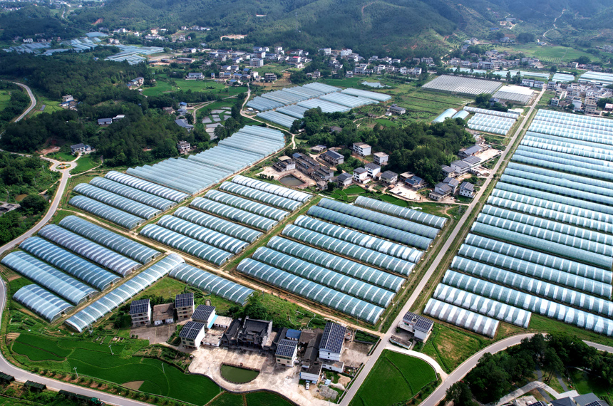 紫蘇種植基地迎來了大豐收。華辛明攝
