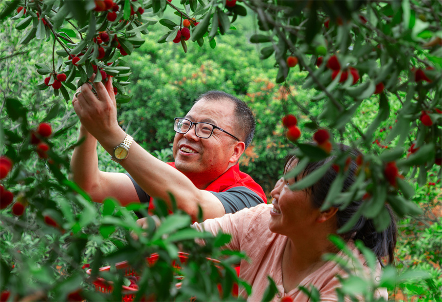 志願者幫助村民採摘楊梅。周亞茂攝