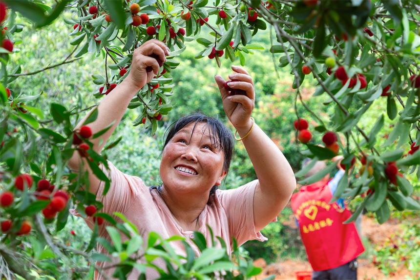 志願者幫助村民採摘楊梅。周亞茂攝