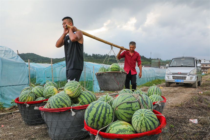 果农们正忙着采摘、搬运、装车，一派繁忙景象。谢欣摄