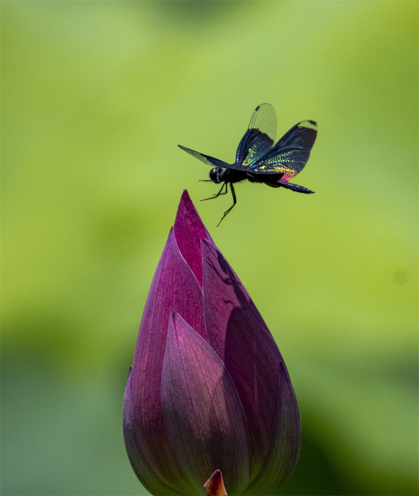 “蝶形蜻蜓”或翩跹飞舞，或轻盈停歇，姿态优美。李学华摄