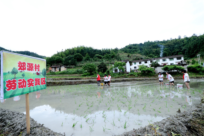 师生走进圳口乡郊源村,将劳动实践课搬到“田间地头”。 吴春美摄