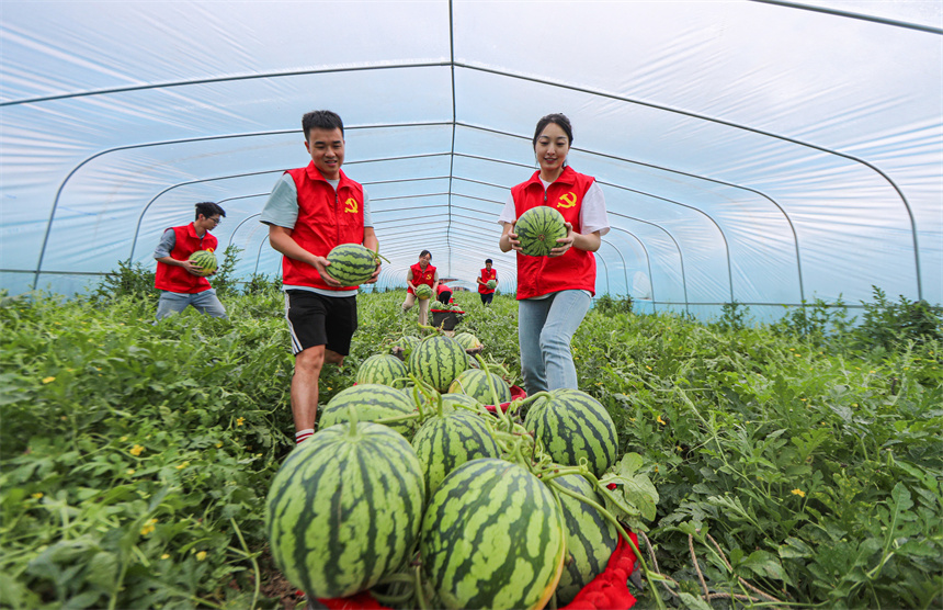 志願者正在長橋村西瓜種植基地幫助瓜農採摘和搬運西瓜。曾恆貴攝