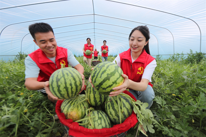 志願者正在長橋村西瓜種植基地幫助瓜農採摘和搬運西瓜。曾恆貴攝
