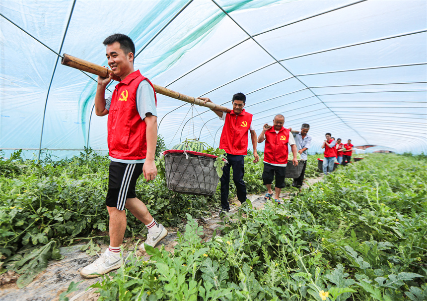 志願者正在長橋村西瓜種植基地幫助瓜農採摘和搬運西瓜。曾恆貴攝