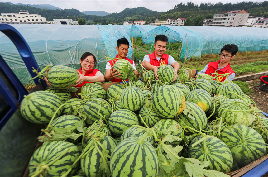 志願者正在長橋村西瓜種植基地幫助瓜農採摘和搬運西瓜。曾恆貴攝