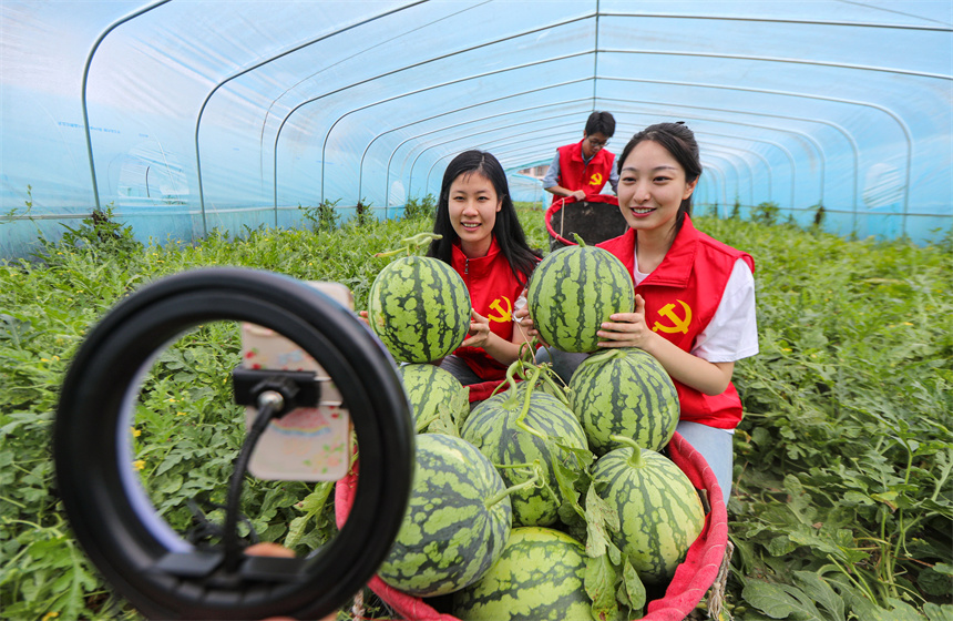  2023年6月10日，黨員干部志願者正在長橋村西瓜種植基地開展網絡直播推介西瓜農產品。曾恆貴攝