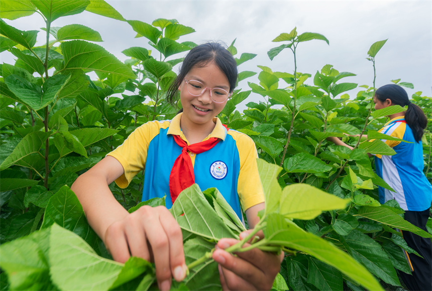 孩子们在采摘桑叶。周亚茂摄
