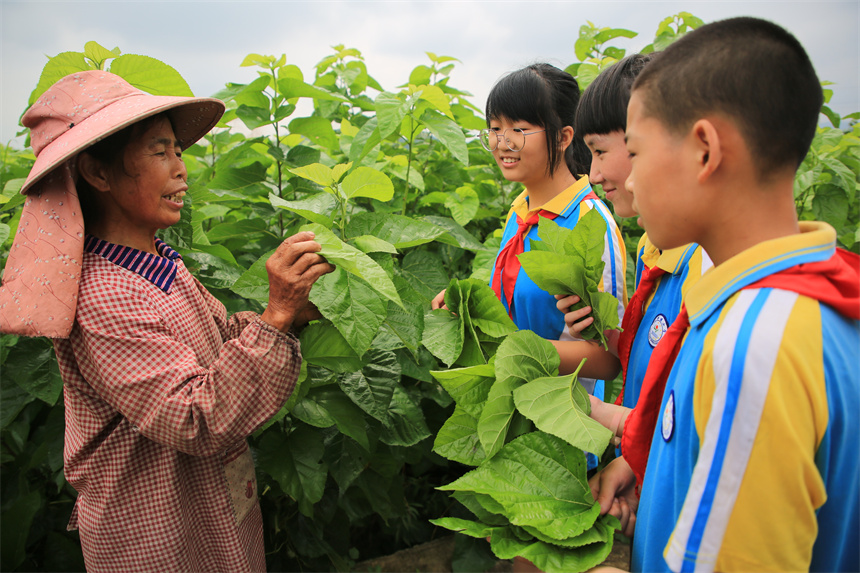 蚕农在教孩子们采摘桑叶。周亚茂摄
