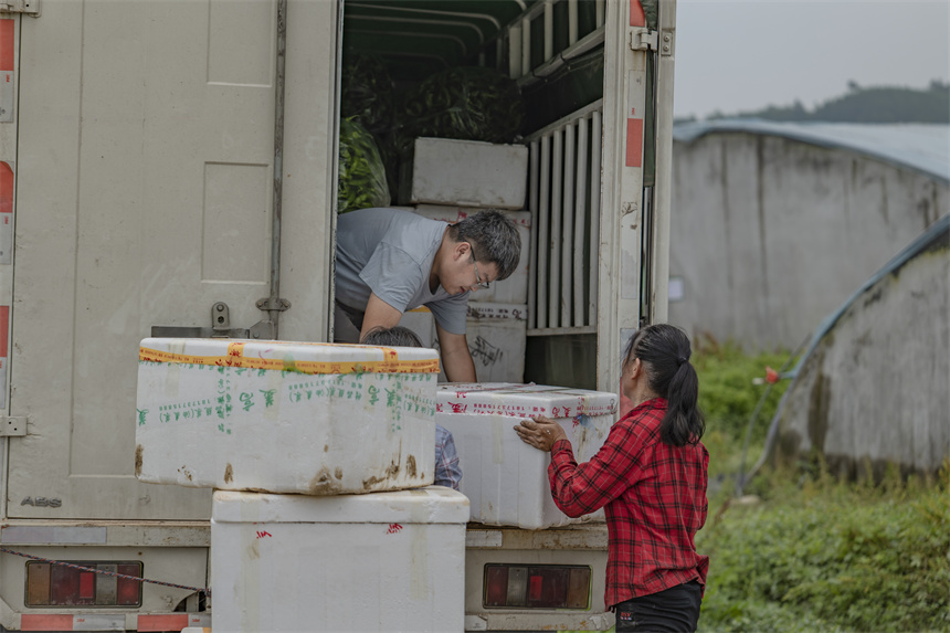菜農將打包好的蔬菜裝箱上車，發往大灣區。張元兵攝