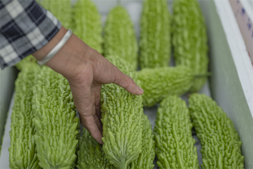 剛採摘下來的苦瓜鮮嫩青翠，菜農碼放整齊。張元兵攝