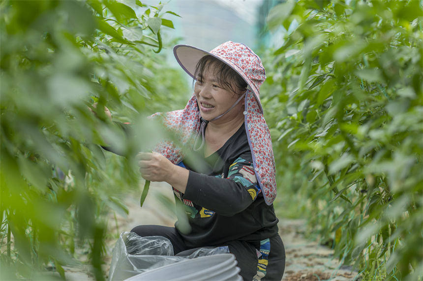 辣椒喜豐收，菜農採摘忙。張元兵攝