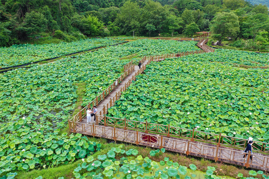 近日，江西省赣州市全南县木金村的荷花竞相绽放，吸引许多市民及游客前来赏荷游玩。李凡钦摄