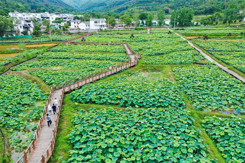 近日，江西省赣州市全南县木金村的荷花竞相绽放，吸引许多市民及游客前来赏荷游玩。李凡钦摄