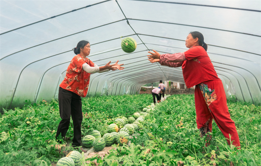村民在採收西瓜，供應市場。朱國朝攝